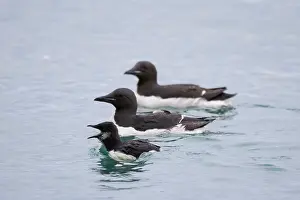 Father: Bruennichs Guillemot family