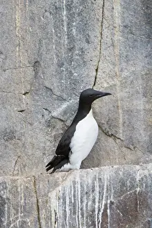 Regions: Bruennichs Guillemot rock
