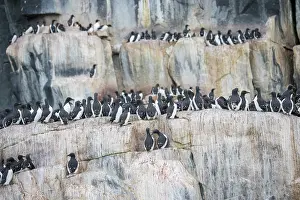 Regions: Bruennichs Guillemot rock