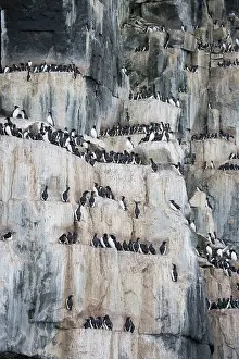 Regions: Bruennichs Guillemot rock