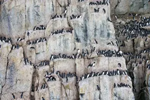 Regions: Bruennichs Guillemot rock