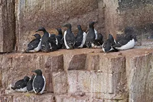 Murre: Bruennichs Guillemot / Thick-billed Murre at