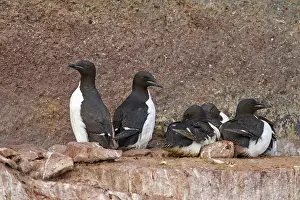 Murre: Bruennichs Guillemot / Thick-billed Murre at