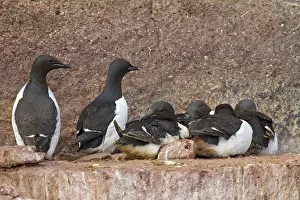 Murre: Bruennichs Guillemot / Thick-billed Murre at