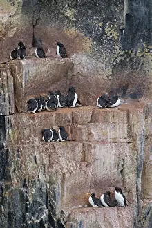 Murre: Bruennichs Guillemot / Thick-billed Murre at