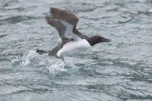 Murre: Bruennichs Guillemot / Thick-billed Murre - adult