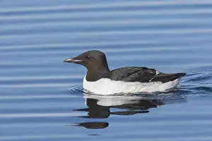 Murre: Bruennichs Guillemot / Thick-billed Murre - adult