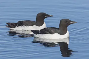 Murre: Bruennichs Guillemot / Thick-billed Murre - adult