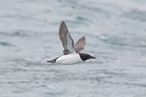 Murre: Bruennichs Guillemot / Thick-billed Murre - adult