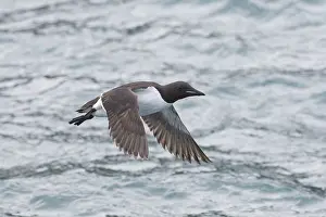Murre: Bruennichs Guillemot / Thick-billed Murre - adult
