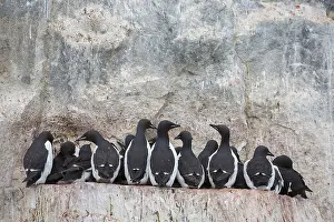 Ledges: Bruennichs Guillemot / Thick-billed Murre - breeding