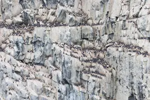 Murre: Bruennichs Guillemot / Thick-billed Murre - breeding