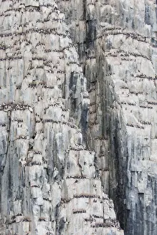 Murre: Bruennichs Guillemot / Thick-billed Murre - breeding