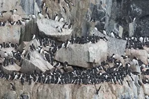 Murre: Bruennichs Guillemot / Thick-billed Murre - breeding