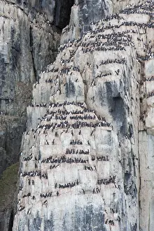 Murre: Bruennichs Guillemot / Thick-billed Murre - breeding