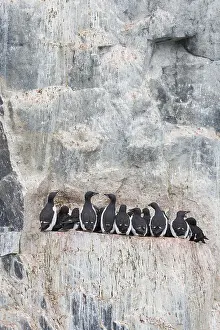 Ledges: Bruennichs Guillemot / Thick-billed Murre - breeding