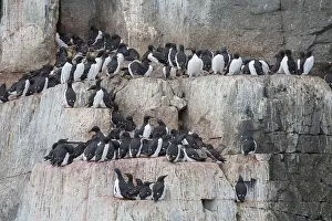 Ledges: Bruennichs Guillemot / Thick-billed Murre - breeding