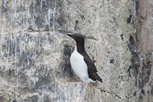 Murre: Bruennichs Guillemot / Thick-billed Murre - breeding
