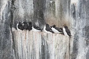 Ledges: Bruennichs Guillemot / Thick-billed Murre - breeding