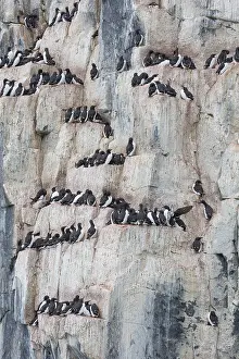 Murre: Bruennichs Guillemot / Thick-billed Murre - breeding