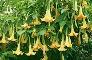 Aurea: Brugmansia / Angel Trumpet