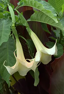 Angels: Brugmansia / Datura x candida / AngelIs Trumpet