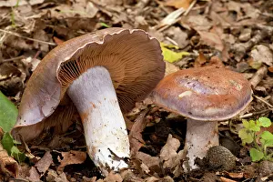Purpurascens: Bruising Webcap - in old woodland