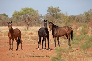 Brumbies: Brumbies - feral horses