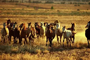 Brumbies: Brumbies (Wild horses)