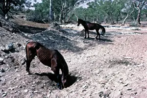 Brumbies: Brumbies - wild horses digging for water in dried river bed