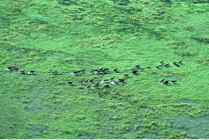 Herds: BRUMBIES (WILD HORSES) - herd running, aerial view