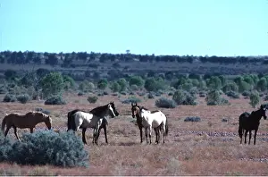 Brumbies: BRUMBIES - wild horses x six