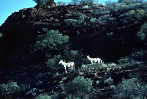 Hillside: BRUMBIES / wild horses - x two on hillside