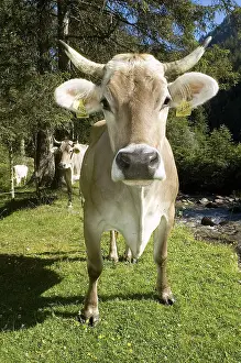 Curiosities: Brune Cow near a river Lombardy Italy