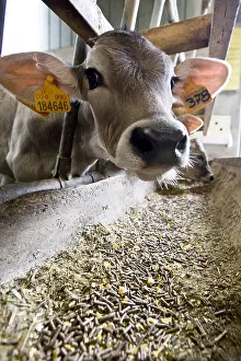 Stalling: Brune des Alpes calf in a feeding stall Italy