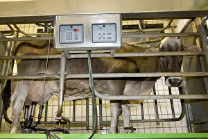 Stalling: Brune des Alpes cow in milking stall Italy