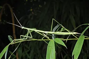 Southeastern: Brunner's stick mantid