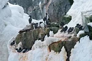 Alkefjellet: Brunnich's Guillemot