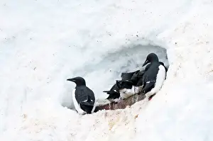 Alkefjellet: Brunnich's Guillemot