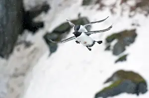 Shower: Brunnich's Guillemot