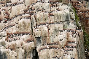 Lomvia: Brunnich's Guillemot