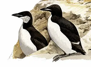 Murre: Brunnich's Guillemot