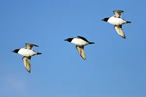 Lomvia: Brunnich's Guillemot - In flight