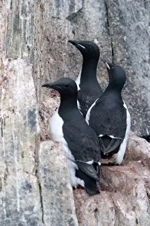 Lomvia: Brunnich's Guillemot / Thick-billed Murre - three