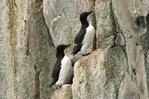 Lomvia: Brunnich's Guillemot / Thick-billed Murre - two