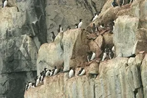 Lomvia: Brunnich's Guillemot / Thick-billed Murre - colony