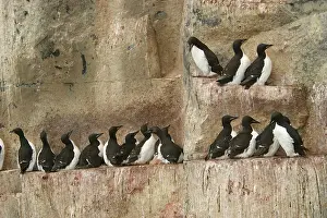 Lomvia: Brunnich's Guillemot / Thick-billed Murre - colony
