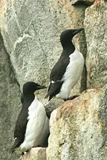 Murres: Brunnich's Guillemot / Thick-billed Murre - group