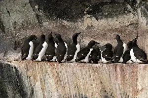 Lomvia: Brunnich's Guillemot / Thick-billed Murre - group
