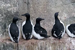 Lomvia: Brunnich's Guillemot / Thick-billed Murre - group